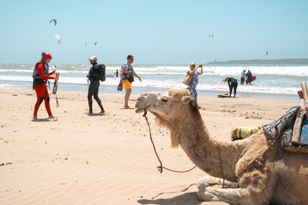 Kitesurf student and instructor with Camel on the beach in Essaouira, Morocco